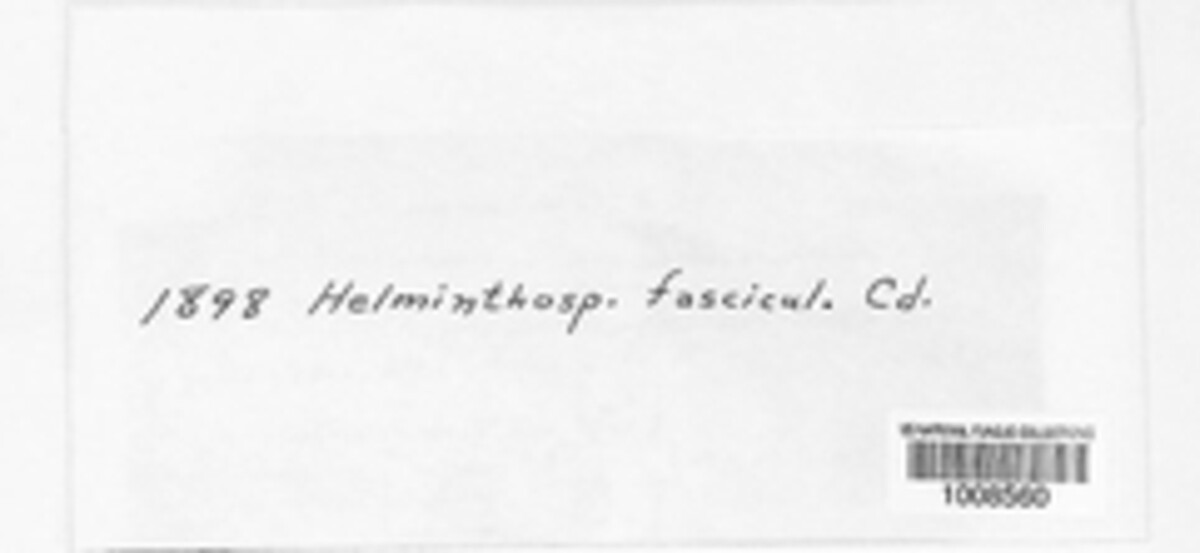 Septonema fasciculare image